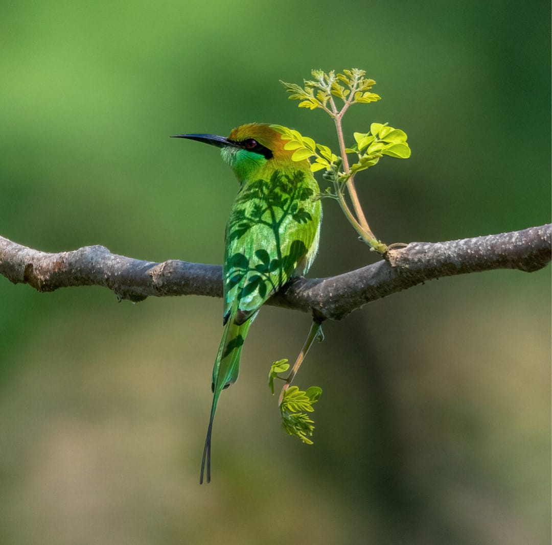 Bird watching at Jawai Dam
