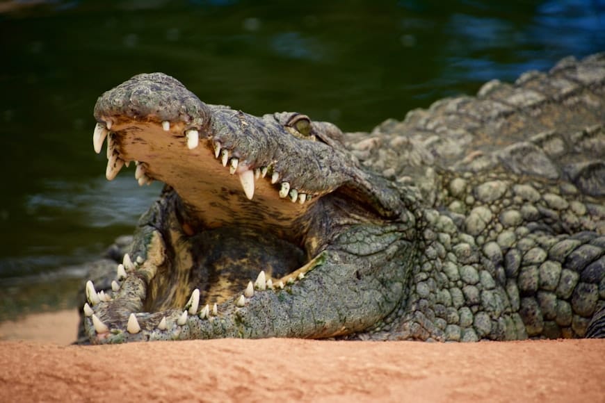 Indian Mugger crocodile at Jawai Dam